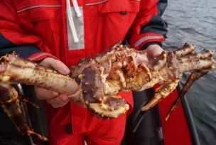 King Crab hits the shelves